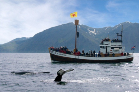 Husavik - whale watching